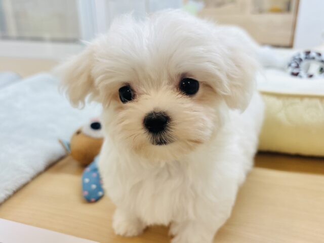 僕の可愛さはどえらいよ〜♥マルチーズくん! マルチーズ