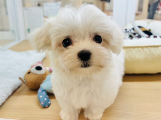 僕の可愛さはどえらいよ〜♥マルチーズくん! マルチーズ