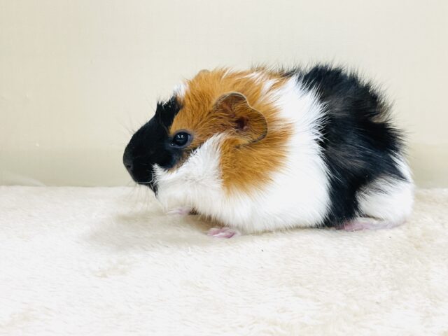 【最新画像】甘×辛🤎🤍🖤ビターなカラー✨️アビシニアンモルモットくん❣️(男の子) アビシニアンモルモット