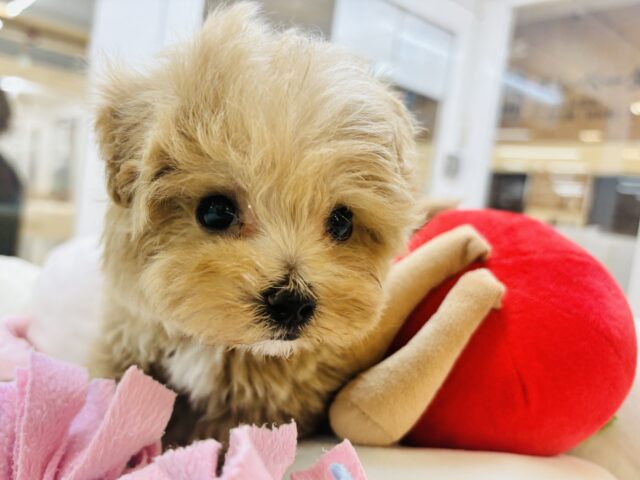 人が好きすぎてごめんなしゃい♡マルプーくん! マルプー