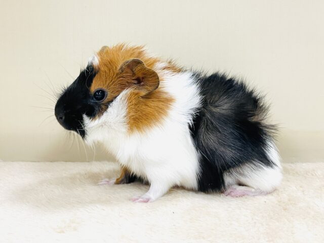 【最新画像】甘×辛🤎‎🤍🖤ビターなカラー✨️アビシニアンモルモットくん❣️(男の子)