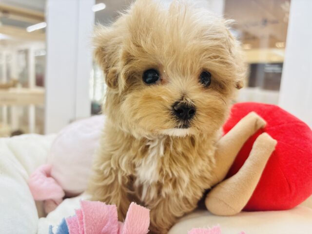 人が好きすぎてごめんなしゃい♡マルプーくん! マルプー