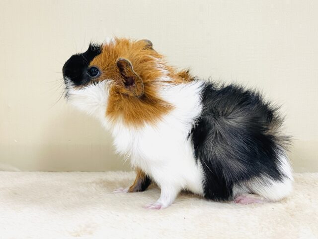 【最新画像】甘×辛🤎🤍🖤ビターなカラー✨️アビシニアンモルモットくん❣️(男の子) アビシニアンモルモット