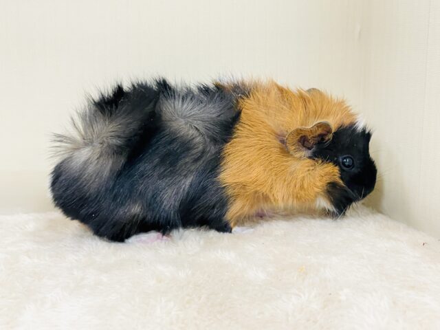 【最新画像】甘×辛🤎🤍🖤ビターなカラー✨️アビシニアンモルモットくん❣️(男の子) アビシニアンモルモット