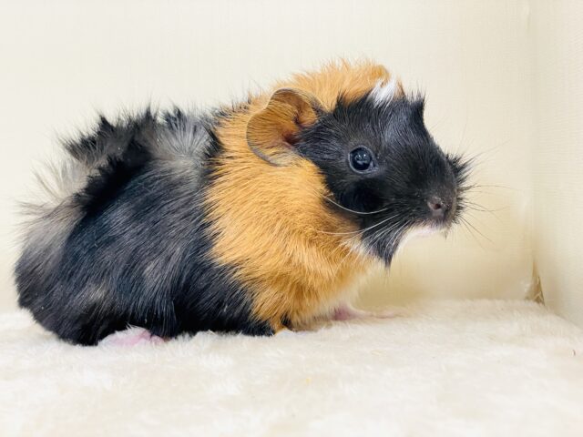 【最新画像】甘×辛🤎🤍🖤ビターなカラー✨️アビシニアンモルモットくん❣️(男の子) アビシニアンモルモット