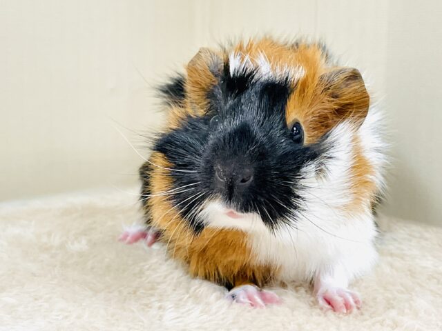 【最新画像】甘×辛🤎🤍🖤ビターなカラー✨️アビシニアンモルモットくん❣️(男の子) アビシニアンモルモット