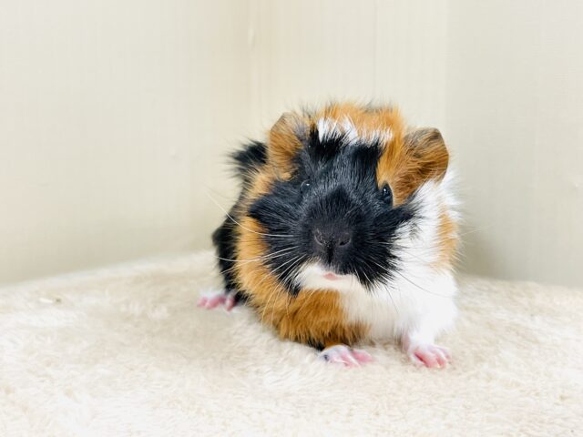 【最新画像】甘×辛🤎🤍🖤ビターなカラー✨️アビシニアンモルモットくん❣️(男の子) アビシニアンモルモット