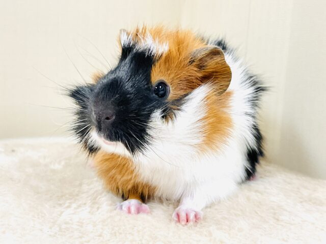 【最新画像】甘×辛🤎🤍🖤ビターなカラー✨️アビシニアンモルモットくん❣️(男の子) アビシニアンモルモット