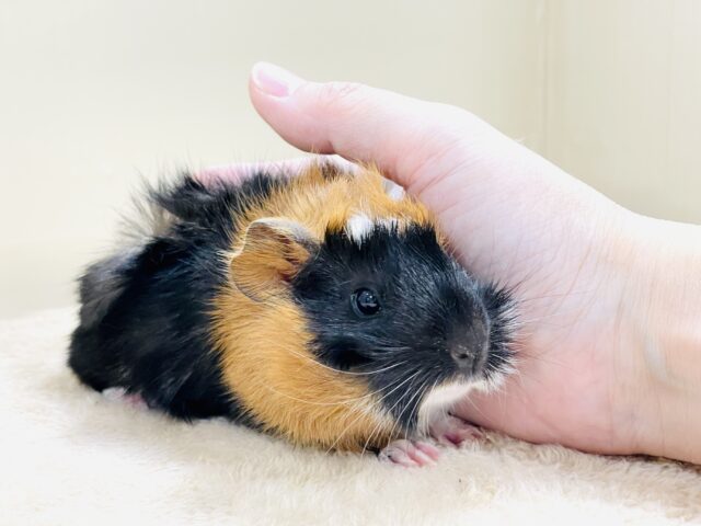 【最新画像】甘×辛🤎🤍🖤ビターなカラー✨️アビシニアンモルモットくん❣️(男の子) アビシニアンモルモット