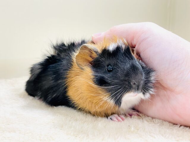 【最新画像】甘×辛🤎🤍🖤ビターなカラー✨️アビシニアンモルモットくん❣️(男の子) アビシニアンモルモット