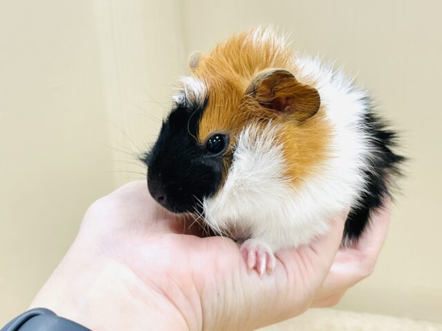 【最新画像】甘×辛🤎🤍🖤ビターなカラー✨️アビシニアンモルモットくん❣️(男の子) アビシニアンモルモット