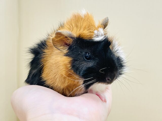 【最新画像】甘×辛🤎🤍🖤ビターなカラー✨️アビシニアンモルモットくん❣️(男の子) アビシニアンモルモット