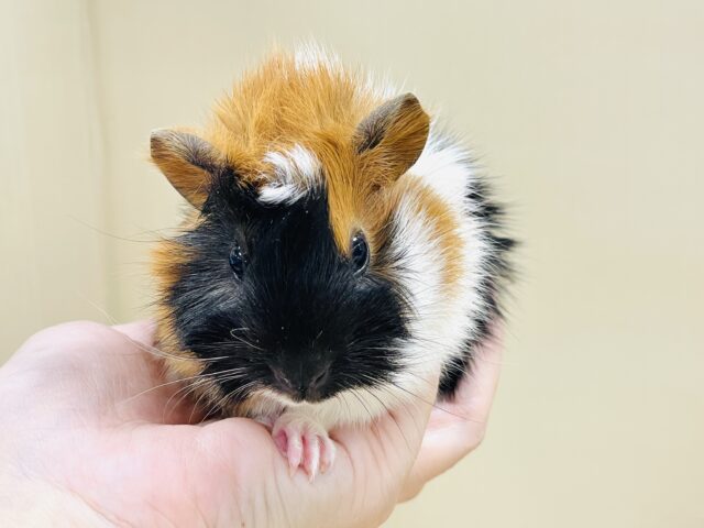 【最新画像】甘×辛🤎🤍🖤ビターなカラー✨️アビシニアンモルモットくん❣️(男の子) アビシニアンモルモット