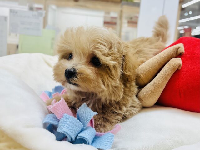 人が好きすぎてごめんなしゃい♡マルプーくん! マルプー