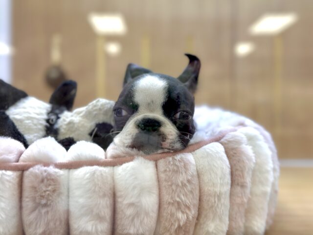 ムキムキ💪🏻♡ボストンテリア女の子 ボストンテリア