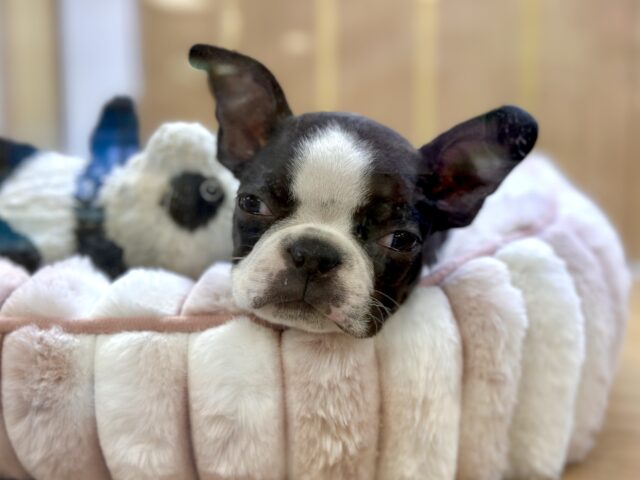 ムキムキ💪🏻♡ボストンテリア女の子 ボストンテリア