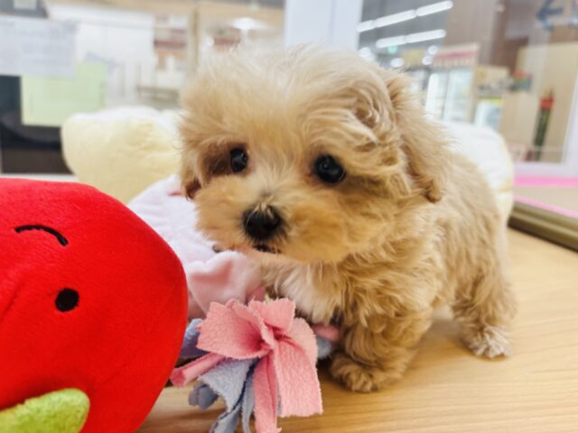 人が好きすぎてごめんなしゃい♡マルプーくん! マルプー