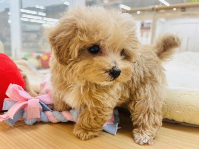 人が好きすぎてごめんなしゃい♡マルプーくん! マルプー