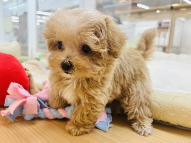 人が好きすぎてごめんなしゃい♡マルプーくん! マルプー