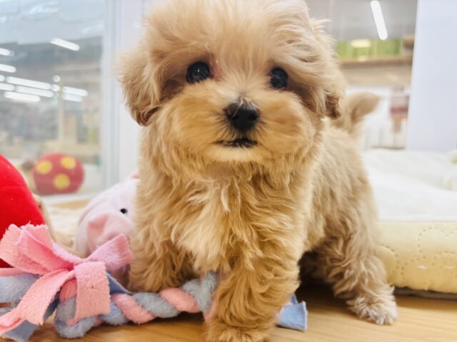 人が好きすぎてごめんなしゃい♡マルプーくん! マルプー