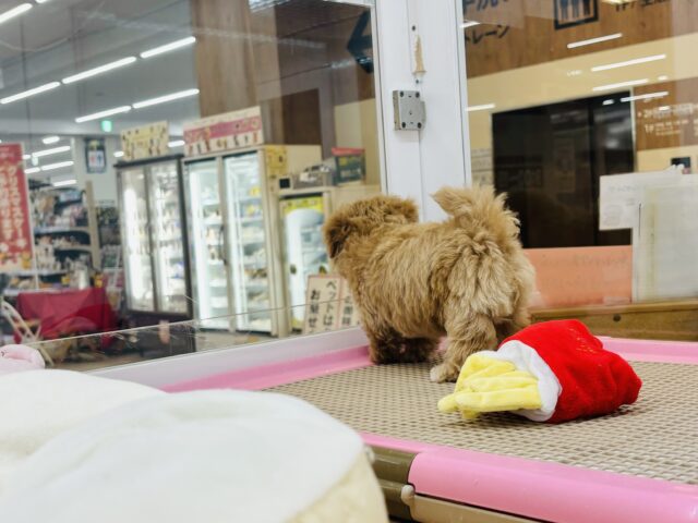 人が好きすぎてごめんなしゃい♡マルプーくん! マルプー
