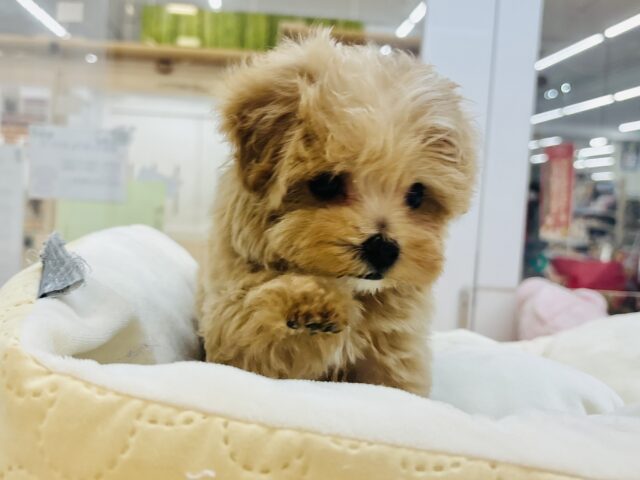 人が好きすぎてごめんなしゃい♡マルプーくん! マルプー