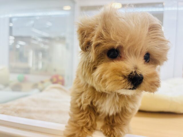 人が好きすぎてごめんなしゃい♡マルプーくん! マルプー