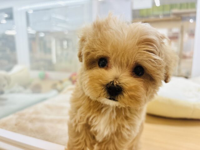 人が好きすぎてごめんなしゃい♡マルプーくん! マルプー