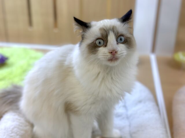 愛嬌たっぷり🎵イケメンラグドールくん ラグドール