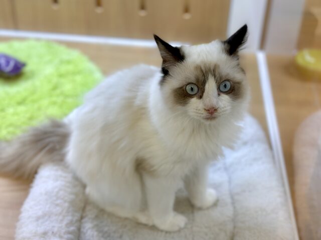 愛嬌たっぷり🎵イケメンラグドールくん ラグドール