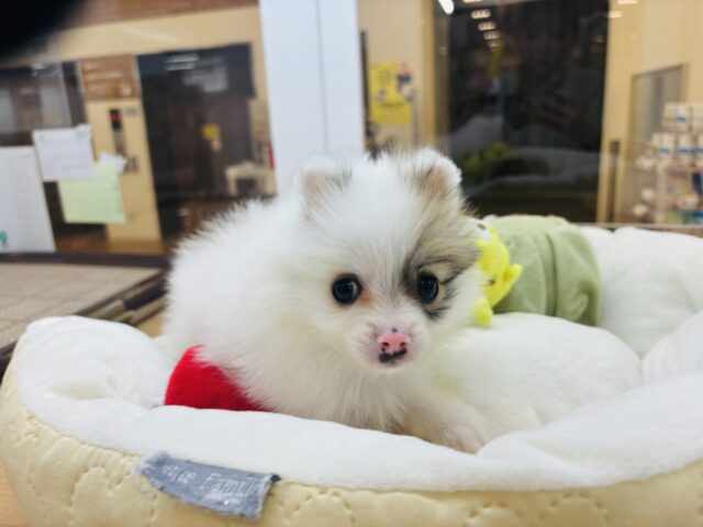 猪突猛進ウリボー!?シーポメちゃん! シーポメ