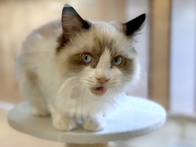 愛嬌たっぷり🎵イケメンラグドールくん ラグドール