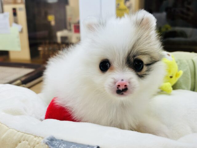猪突猛進ウリボー!?シーポメちゃん! シーポメ