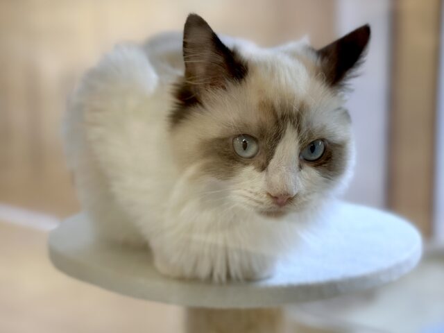 愛嬌たっぷり🎵イケメンラグドールくん ラグドール