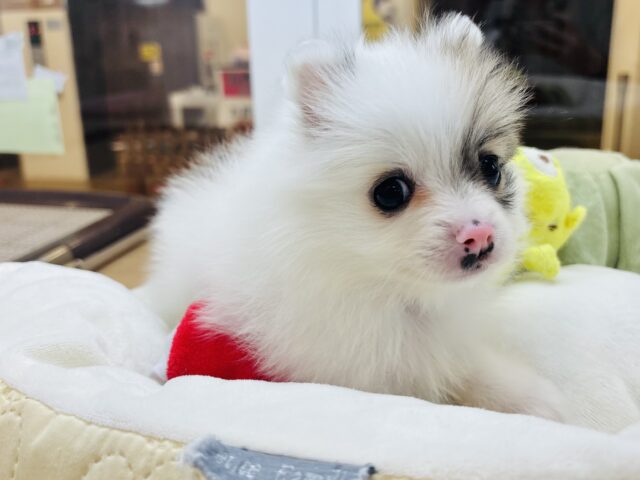 猪突猛進ウリボー!?シーポメちゃん! シーポメ