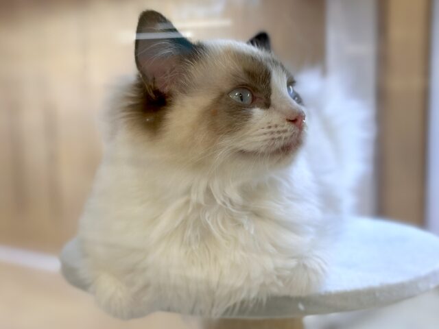 愛嬌たっぷり🎵イケメンラグドールくん ラグドール