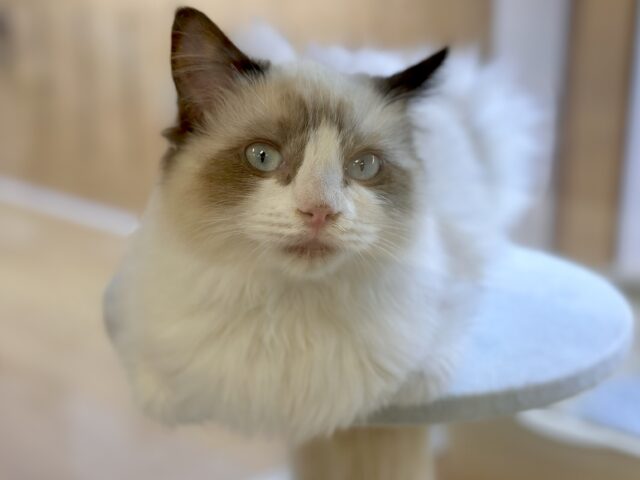 愛嬌たっぷり🎵イケメンラグドールくん ラグドール