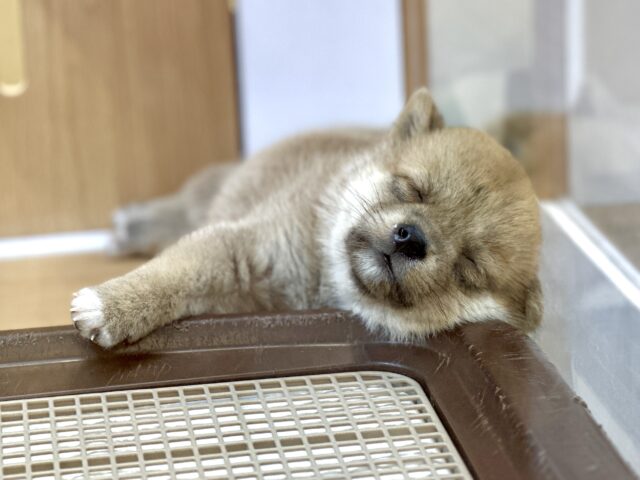 きゅるきゅる⭐️ミックス犬(ポメラニアン✖️柴犬)男の子 ポメ柴