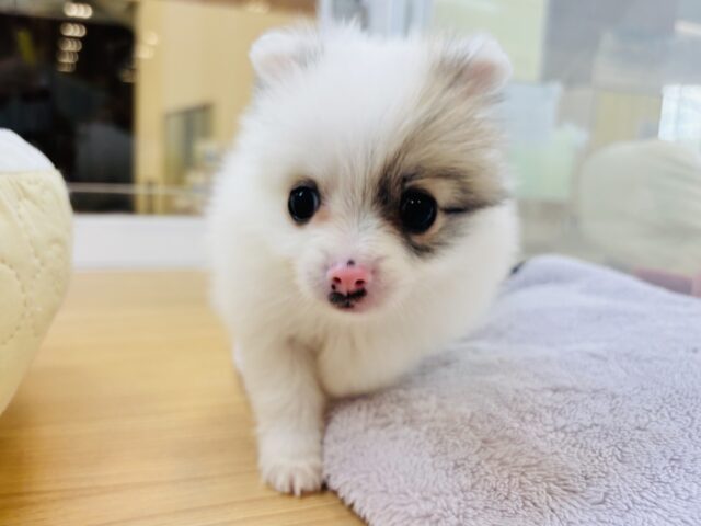 猪突猛進ウリボー!?シーポメちゃん! シーポメ
