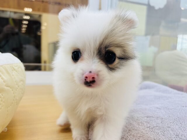 猪突猛進ウリボー!?シーポメちゃん! シーポメ