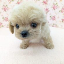 ファンタスティックガール✨　ハーフ犬（ペキニーズ×トイプードル）の女のコ　2025/10/11撮影