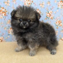 森から迷い降りてきた？笑　ハーフ犬（ポメラニアン×チワワ）の男のコ　2025/10/11すｇaた