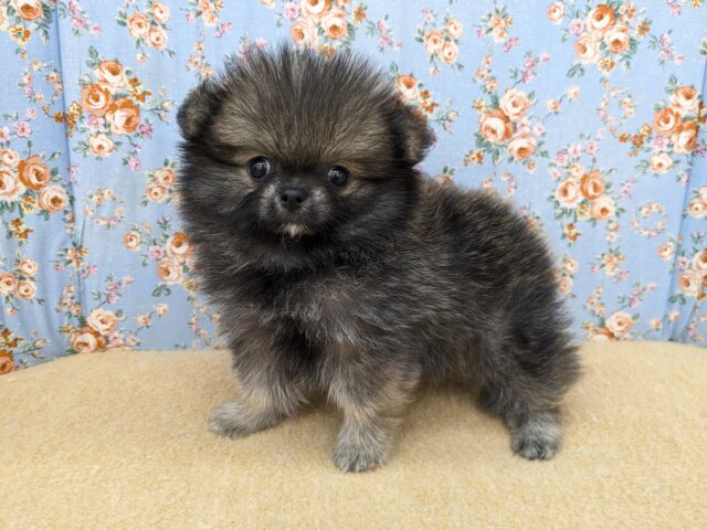 森から迷い降りてきた？笑　ハーフ犬（ポメラニアン×チワワ）の男のコ　2025/10/11すｇaた
