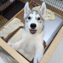 最新画像更新！！イケメンBIG BABY💗　シベリアンハスキーの男のコ　2025/10/20撮影