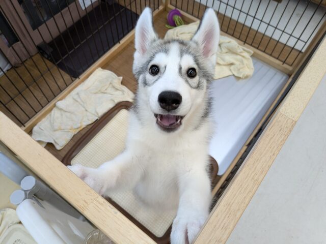 最新画像更新！！イケメンBIG BABY💗　シベリアンハスキーの男のコ　2025/10/20撮影