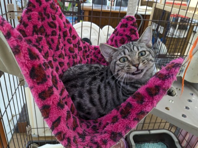 最新画像更新!!甘えんぼハイテンションガール💗 マンチカンの女のコ 2025/10/17撮影 マンチカン