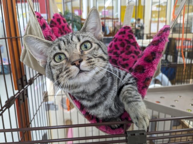 最新画像更新!!甘えんぼハイテンションガール💗 マンチカンの女のコ 2025/10/17撮影 マンチカン