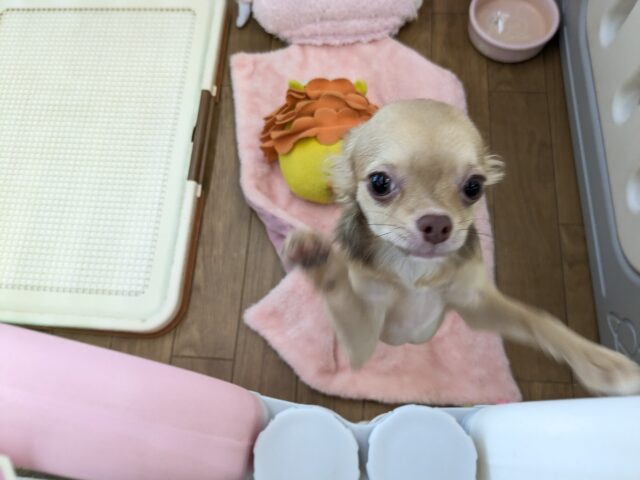 元気いっぱい🎵小鹿ちゃん💗 ロングコートチワワの女のコ 2025/10/25撮影 チワワ