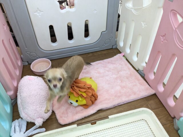 元気いっぱい🎵小鹿ちゃん💗 ロングコートチワワの女のコ 2025/10/25撮影 チワワ