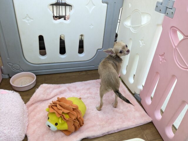 元気いっぱい🎵小鹿ちゃん💗 ロングコートチワワの女のコ 2025/10/25撮影 チワワ